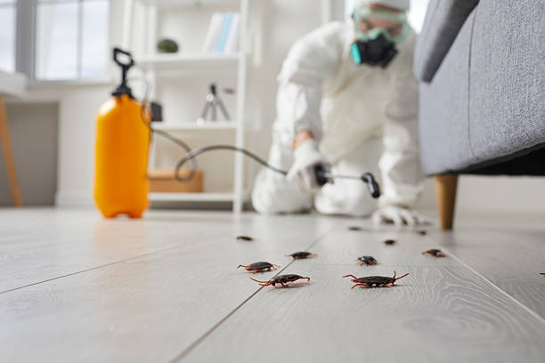 Commercial Kitchen Cockroach Control in Town Line